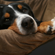 Illustration for article titled Why Are Dogs So Insanely Happy to See Us When We Get Home?